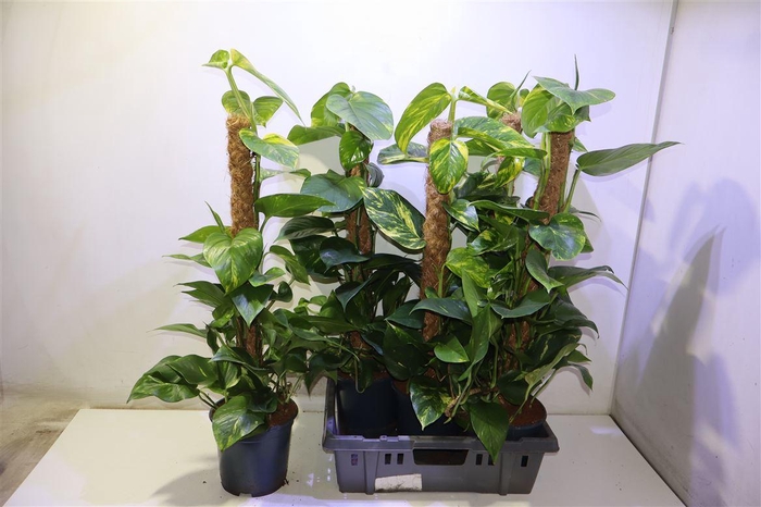 <h4>arr8 Epipr Mosstok</h4>