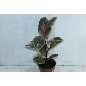 FICUS ELASTICA RUBY P17
