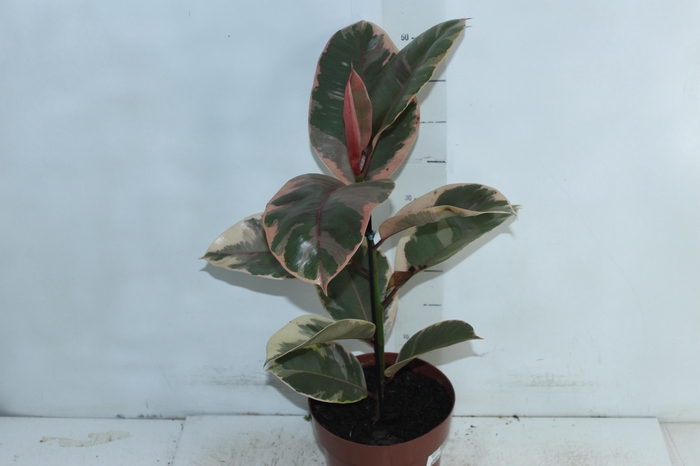 <h4>FICUS ELASTICA RUBY P17</h4>
