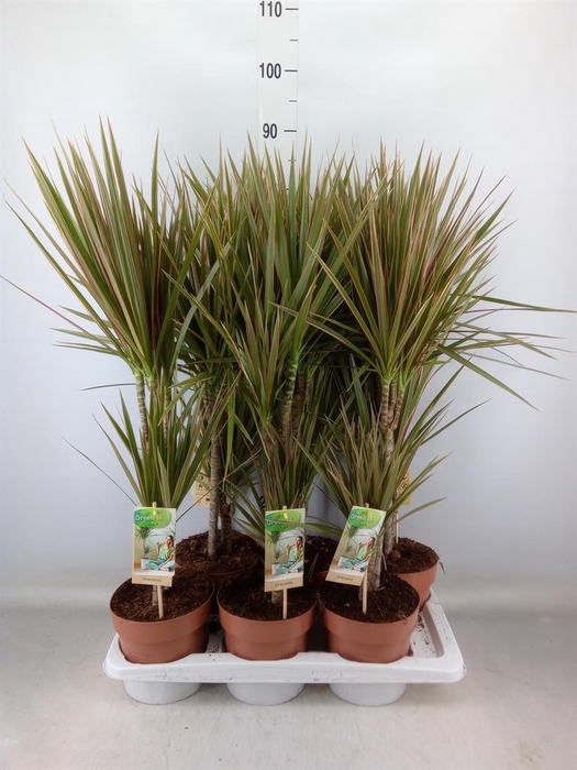 <h4>Dracaena marg. 'Bicolor'</h4>