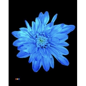 Chr T Baltica Light Blue