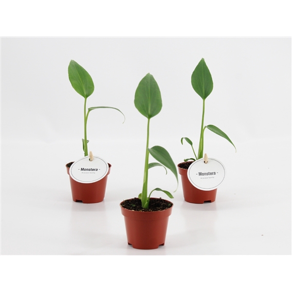 <h4>Monstera Burle Marx Flame</h4>