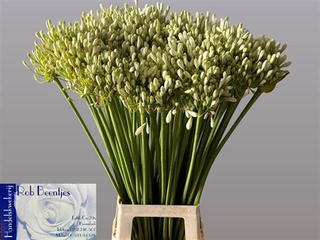 <h4>Agap White Grace Xxl</h4>