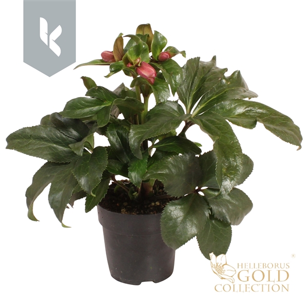 <h4>HGC Helleborus Ice N Roses Early Rose</h4>