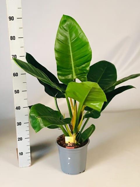 PHIL IMPERIAL GREEN