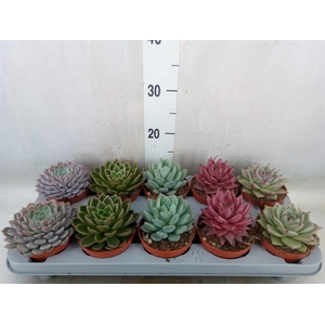 Echeveria   ...mix