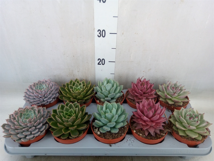 <h4>Echeveria   ...mix</h4>