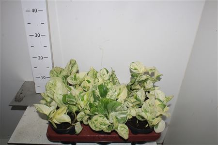 <h4>Epipr Happy Leaf</h4>