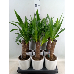 Yucca