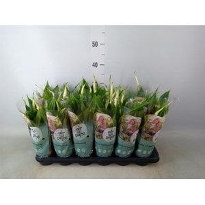 Spathiphyllum  'Chopin'