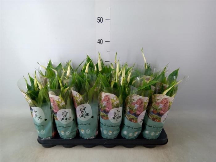 <h4>Spathiphyllum  'Chopin'</h4>