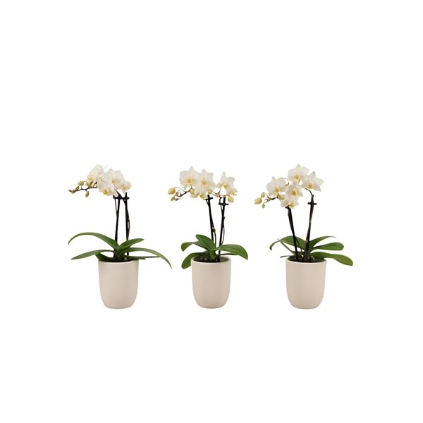 <h4>Hugo White Tiny Dolls Wit 2T12+ Aqu@</h4>