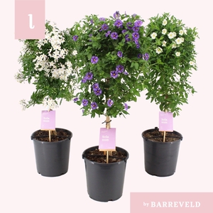 Solanum stam mixtray