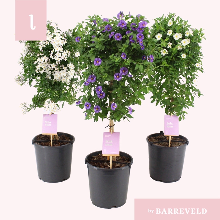 <h4>Solanum stam mixtray</h4>