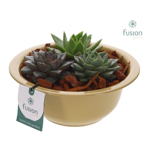 Zinken schaal met Succulenten