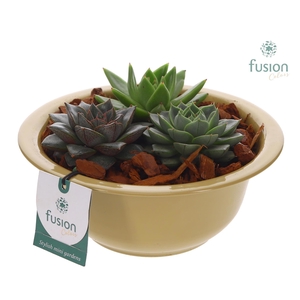 Zinken schaal met Succulenten