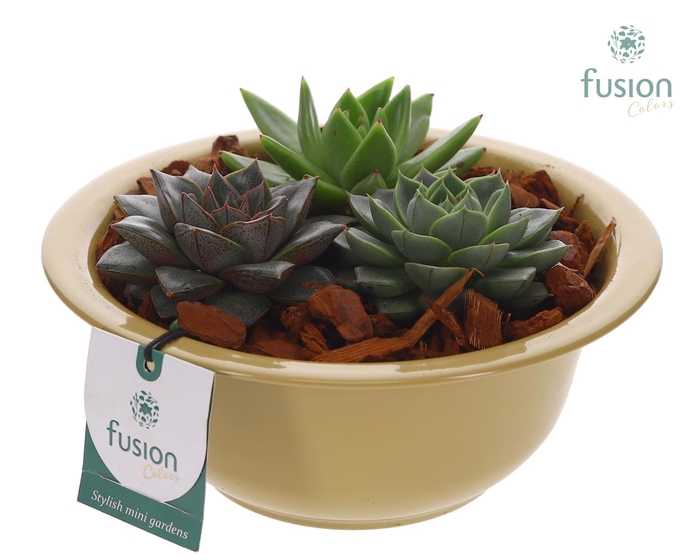 <h4>Zinken schaal met Succulenten</h4>