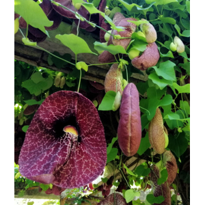 Aristolochia macrophylla