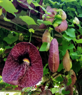 <h4>Aristolochia macrophylla</h4>