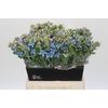 Oxypetalum Tweedia Blue