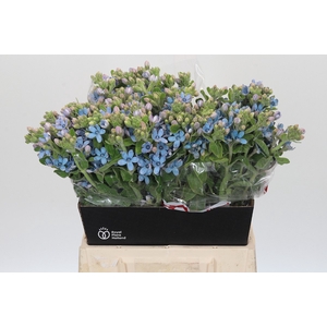 Oxypetalum Tweedia Blue
