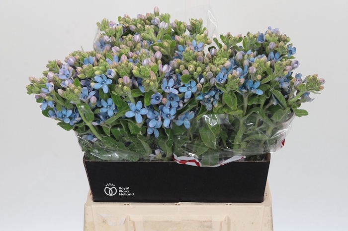 Oxypetalum Tweedia Blue