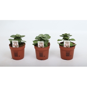 Coleus 'Verpiss Dich'