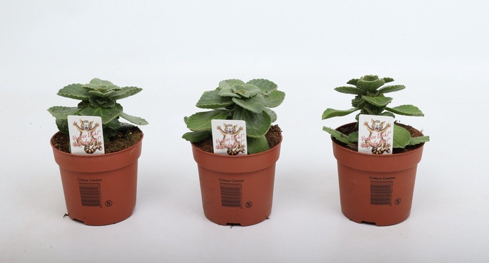 <h4>Coleus 'Verpiss Dich'</h4>