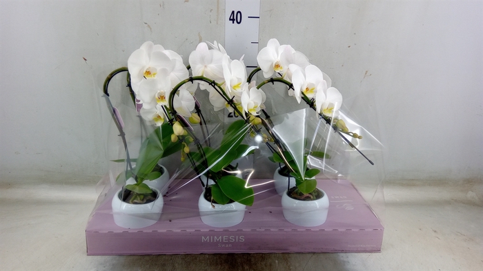 <h4>Phalaenopsis   ...white</h4>