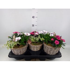 Arr.   Tuinplanten L%