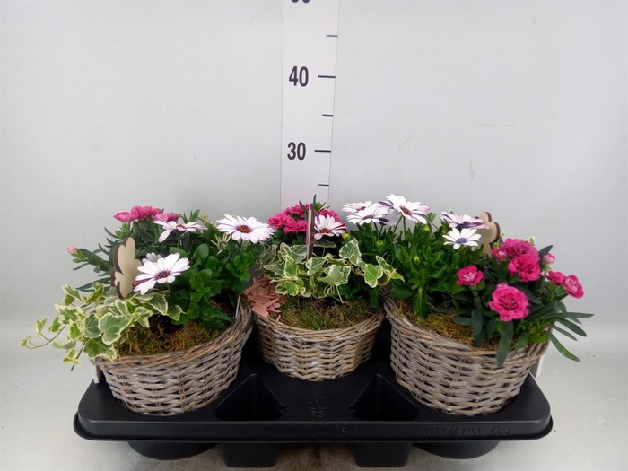 <h4>Arr.   Tuinplanten L%</h4>