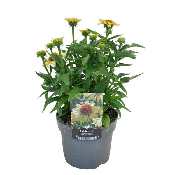 <h4>Echinacea Mooodz Peace</h4>