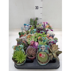 Cactus   ...mix