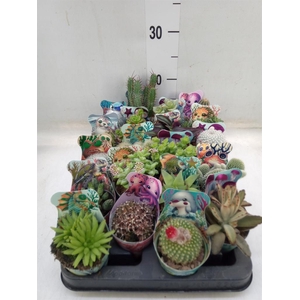 Cactus   ...mix
