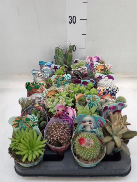 <h4>Cactus   ...mix</h4>