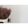 Chamelaucium Rotem