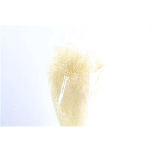 Dried Brooms Bleached Bunch