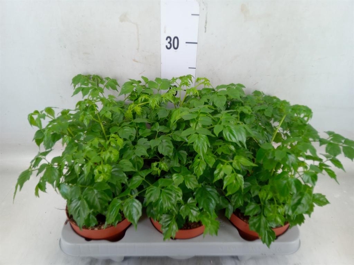 <h4>Radermachera sinica</h4>