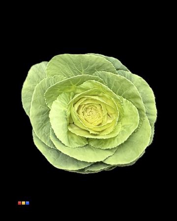 <h4>Brassica Mint</h4>