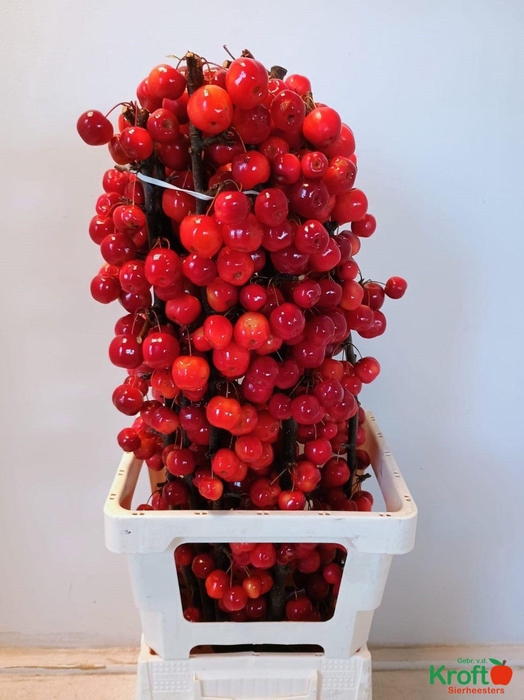 <h4>MALUS RED SENTINEL</h4>