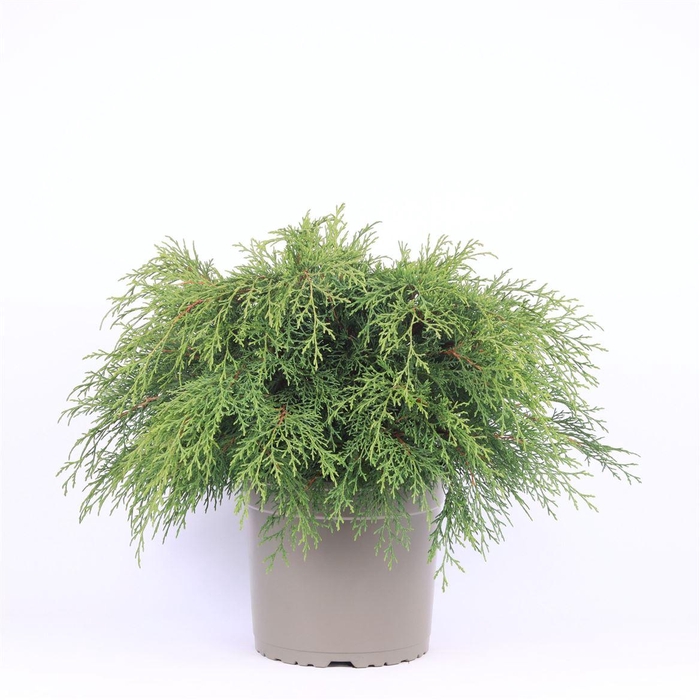 <h4>Microbiota Decussata</h4>