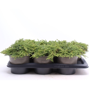 Juniperus communis Green Carpet