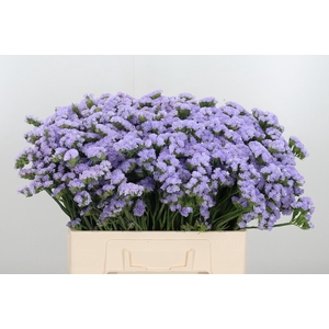 Limonium Donau Birds