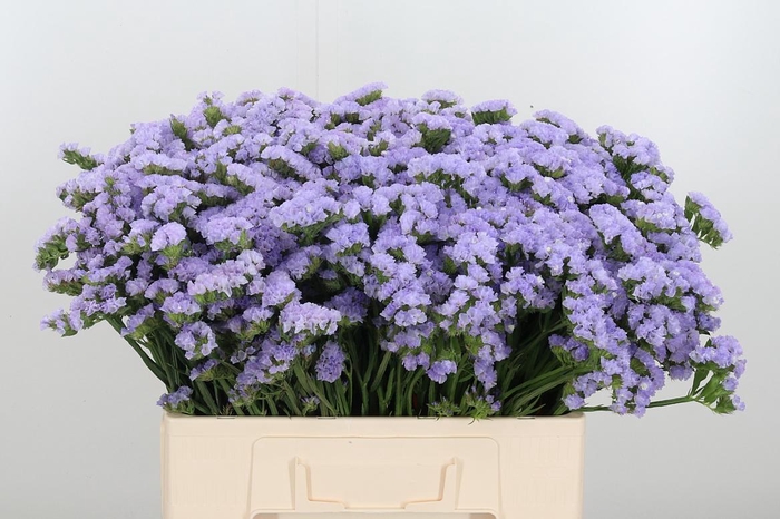 <h4>Limonium Donau Birds</h4>