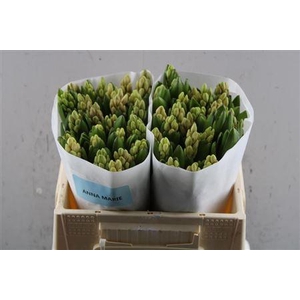 Hyac Anna Marie (dw)