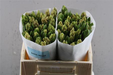 <h4>Hyac Anna Marie (groot)</h4>