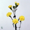 CALIB MINIF GEM POT