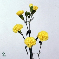 CALIB MINIF GEM POT