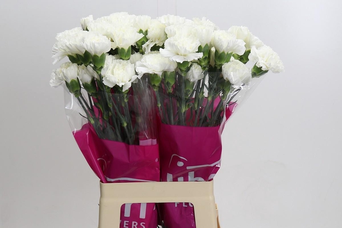 <h4>Dianthus St Moonlight</h4>