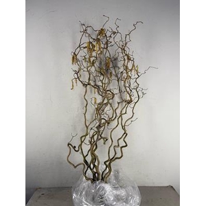Corylus (2-jarig)
